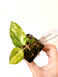 ANTHURIUM PAP X MICHELLE ZARA
