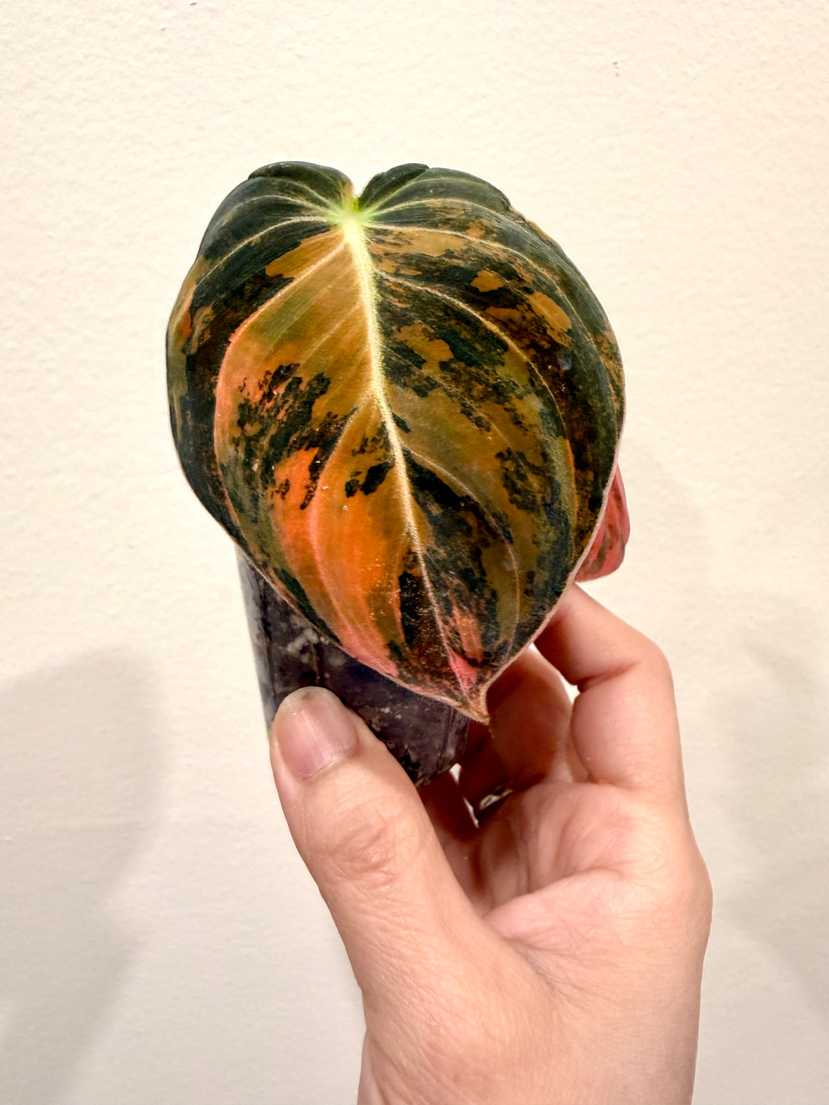 Philodendron Melanocrysum Orange "Bonfire"