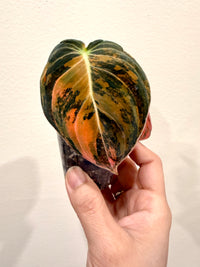 Philodendron Melanocrysum Orange "Bonfire"