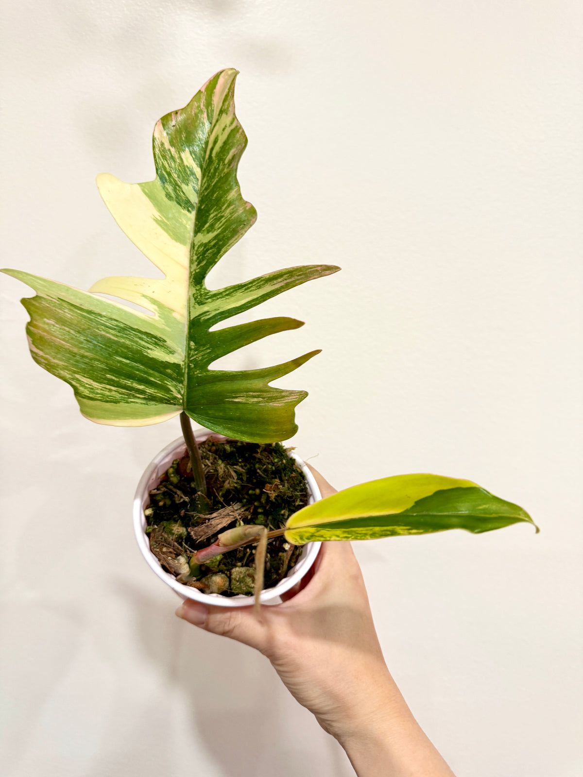 Philodendron Florida Beauty x Tortum