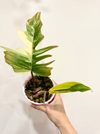 Philodendron Florida Beauty x Tortum