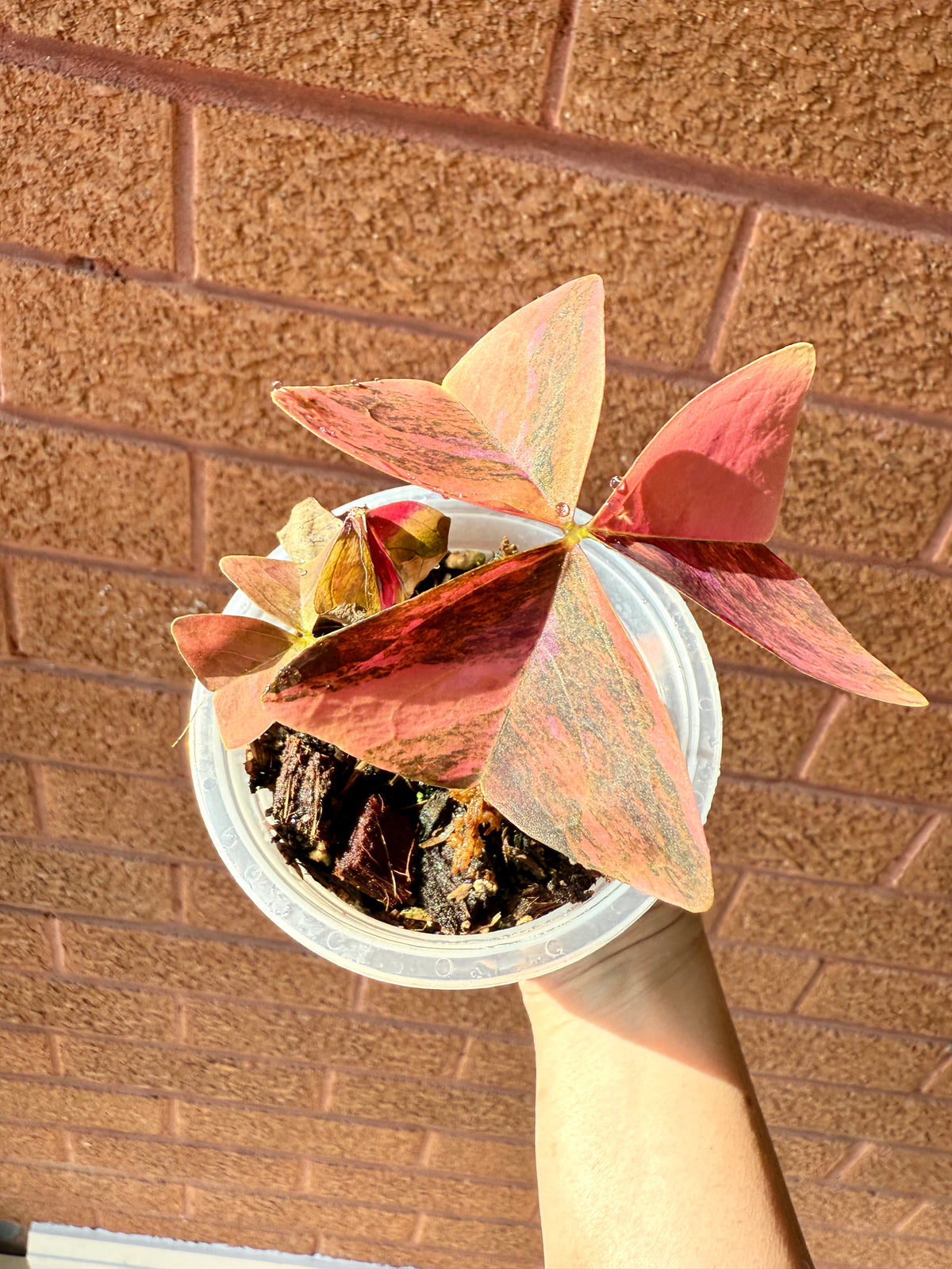 Oxalis Triangularis Variegated