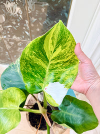 Philodendron White Knight Aurea/Tricolour