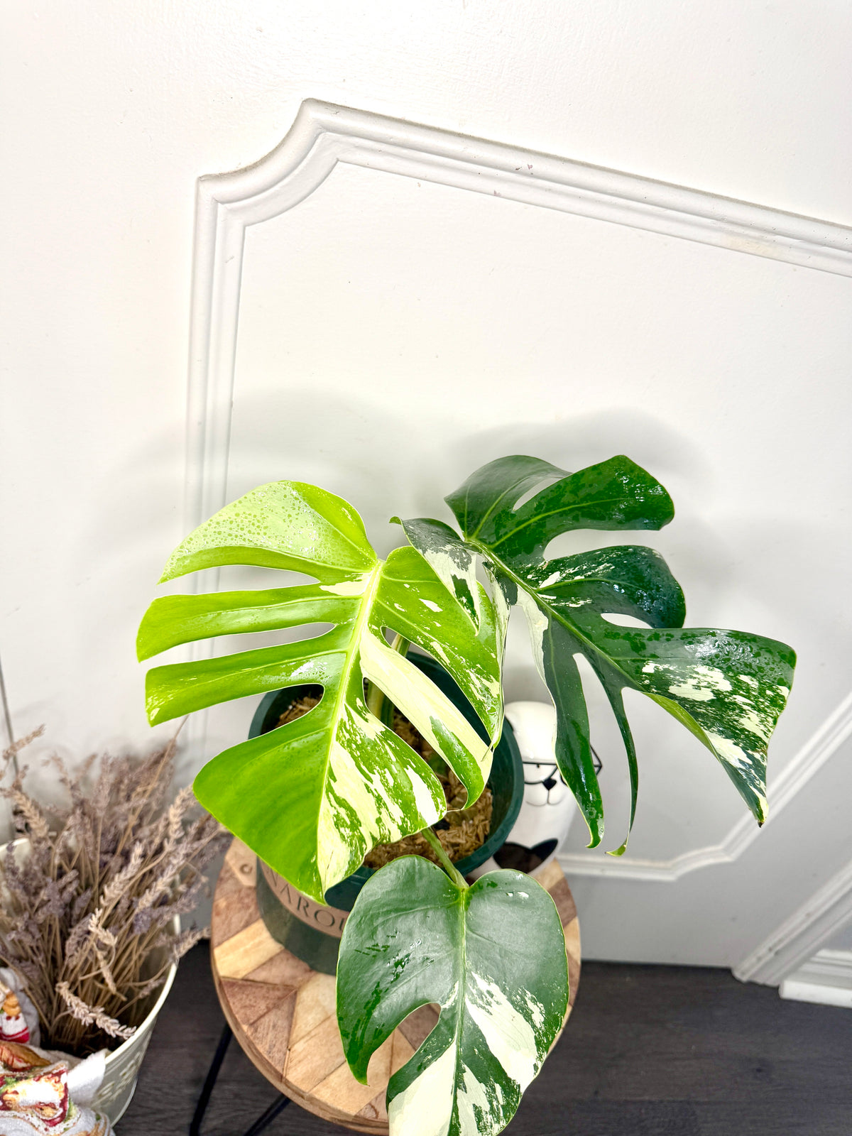 Monstera Mint