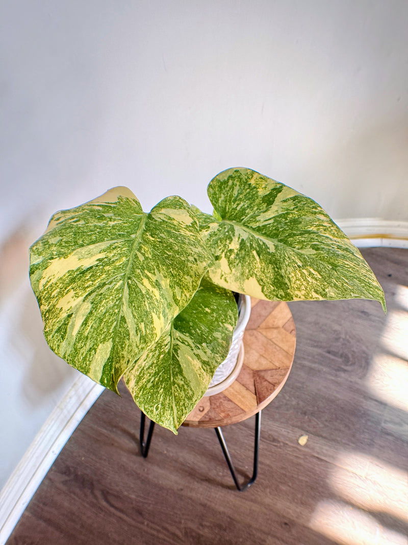 Monstera Legacy