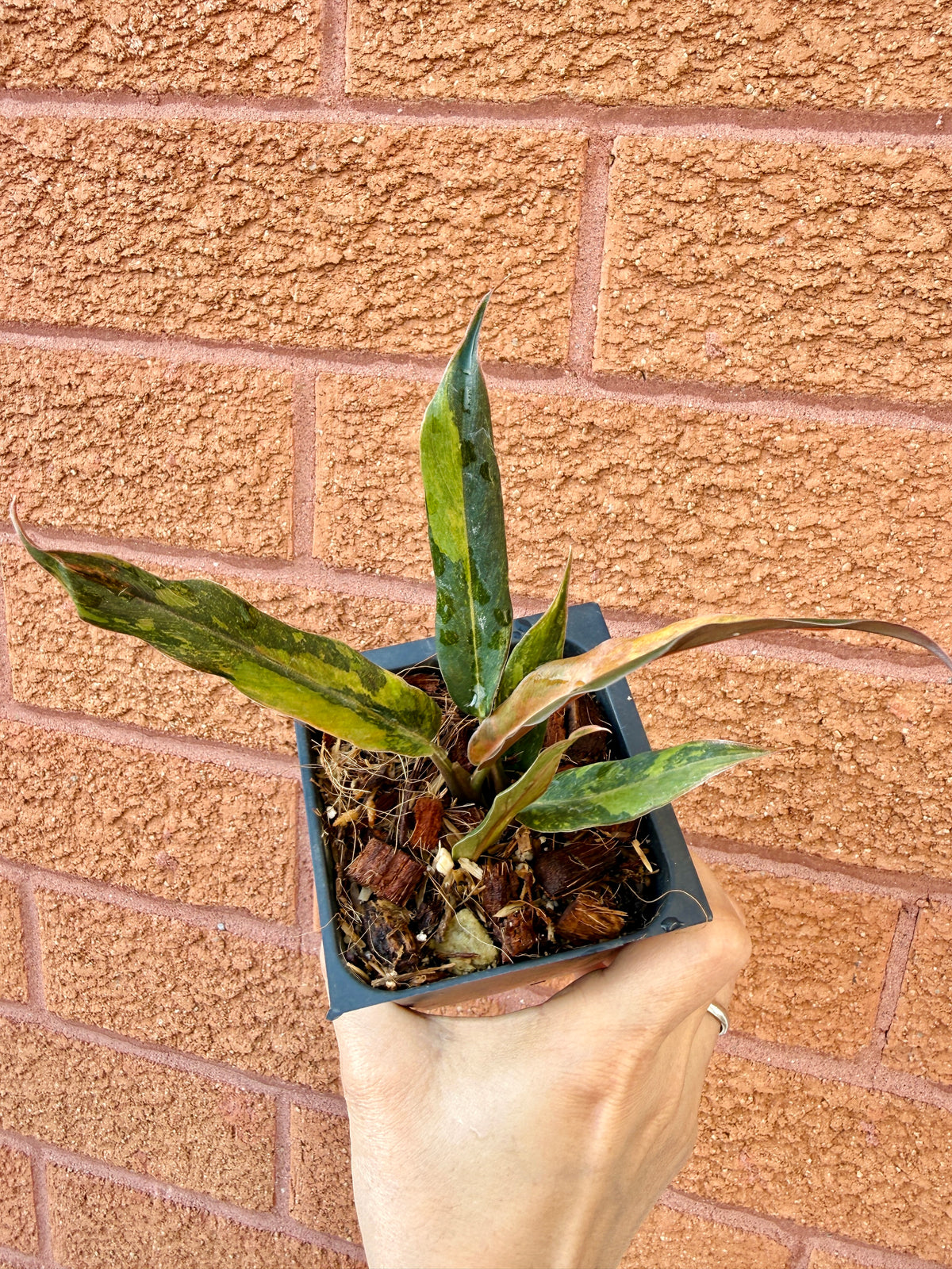 Philodendron Caramel Fire Tiger