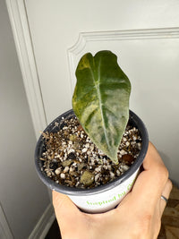 Alocasia Pseudo Aurea