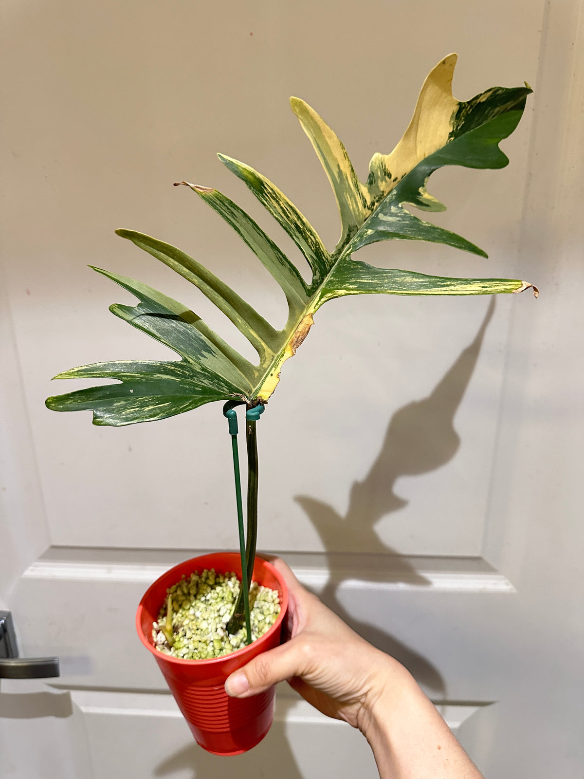 Philodendron Florida x Tortum