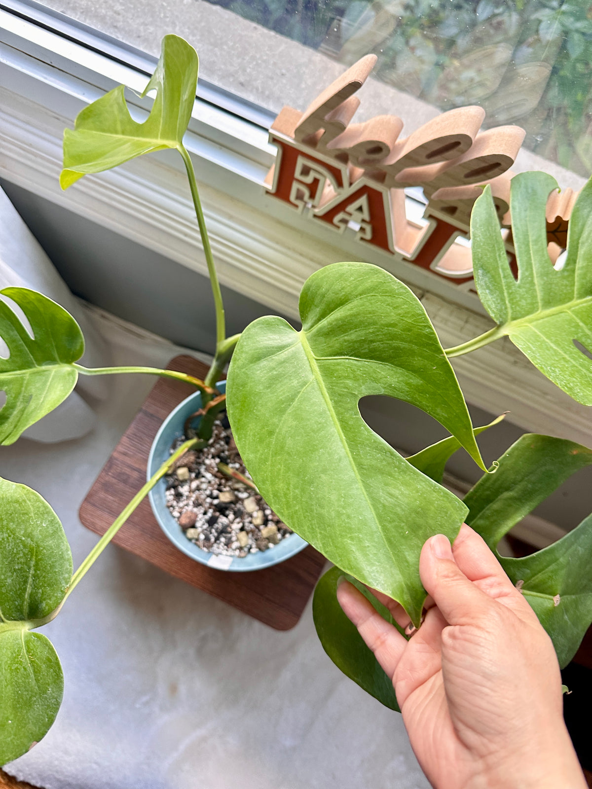 monstera deliciosa macrocosm Monstera Macrocosm