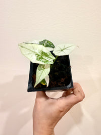 Alocasia Simpo Albo