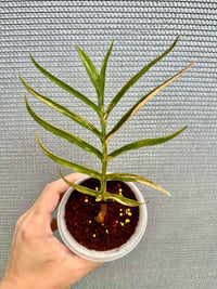 [PRE-ORDER] PHILODENDRON TORTUM VARIEGATED