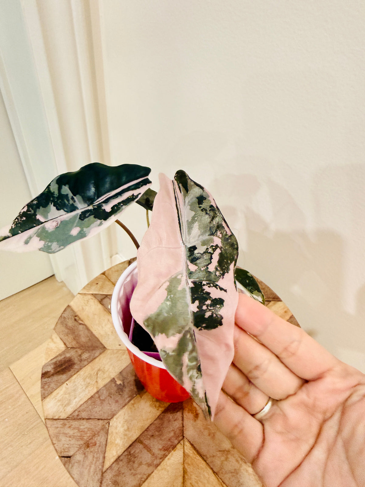 Alocasia Chantrieri Pink