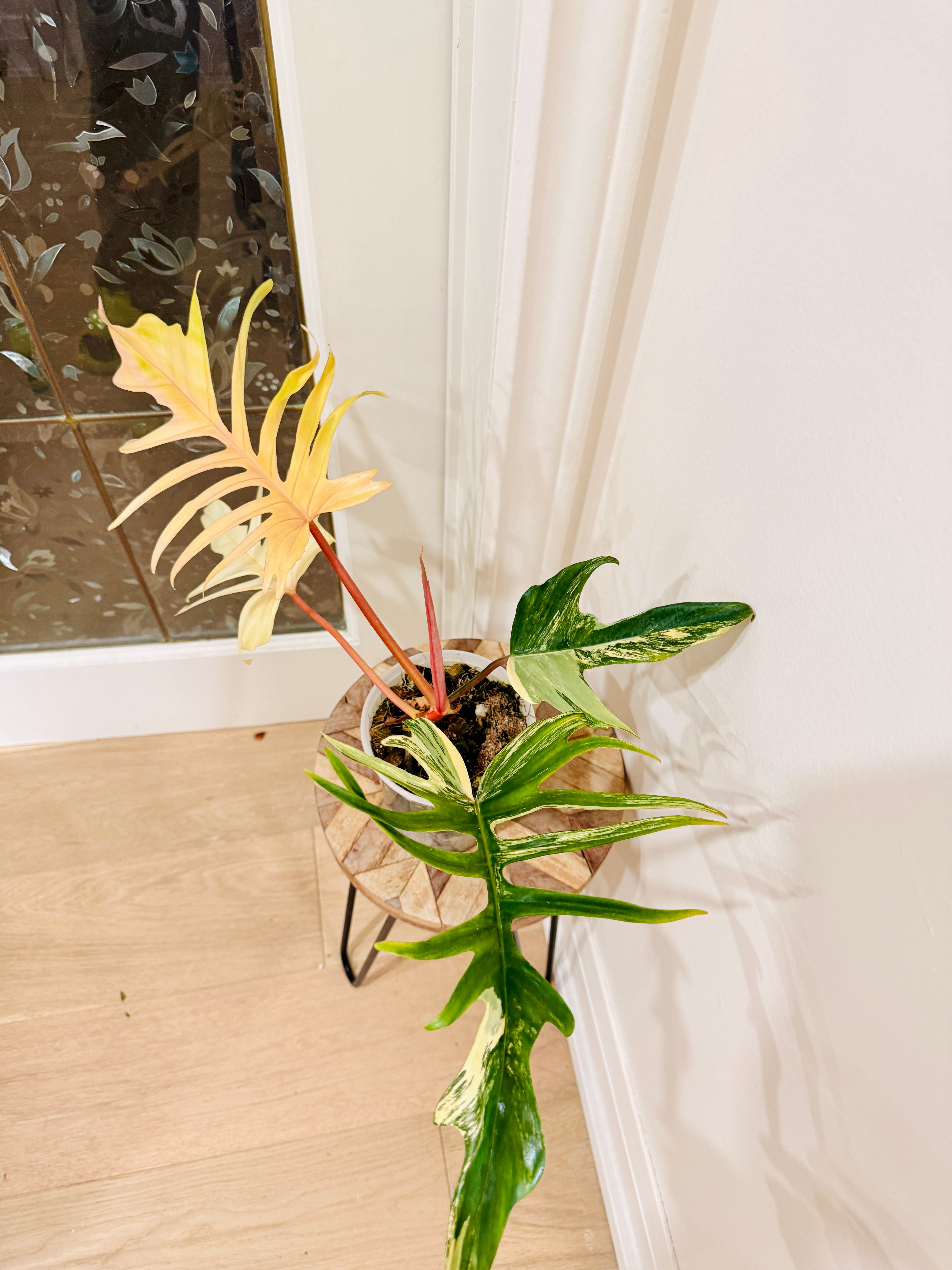 Philodendron Florida Beauty x Tortum – Rare Tropical Plants Canada