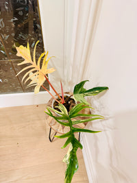 Philodendron Florida Beauty x Tortum