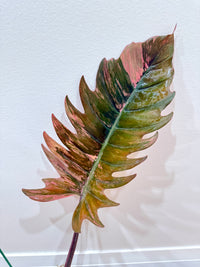 Philodendron Caramel Marble
