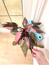 Philodendron Pink Princess Galaxy