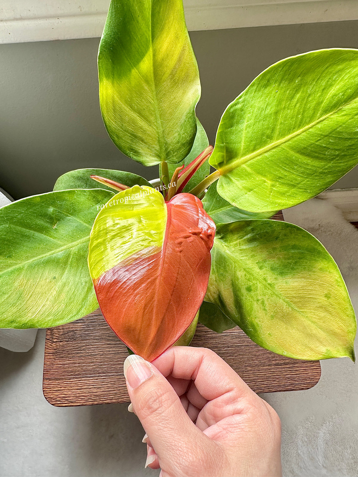 Philodendron Red Moon Variegated