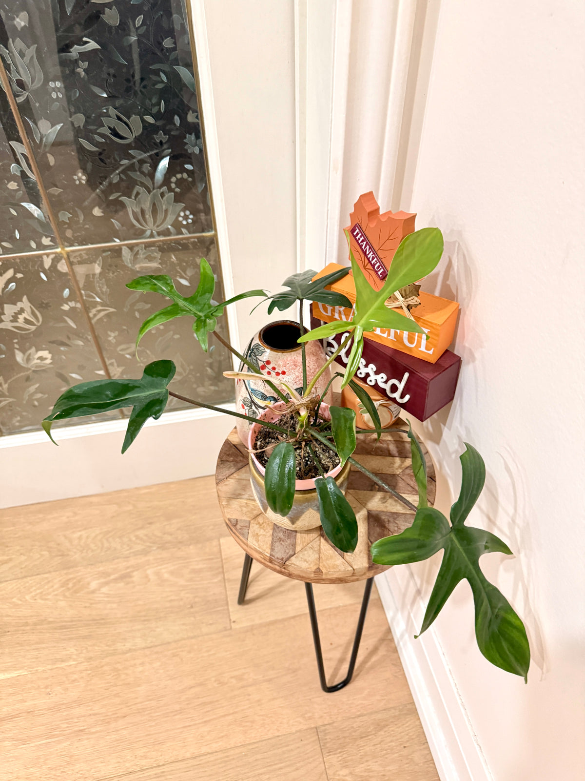 Philodendron Florida Green