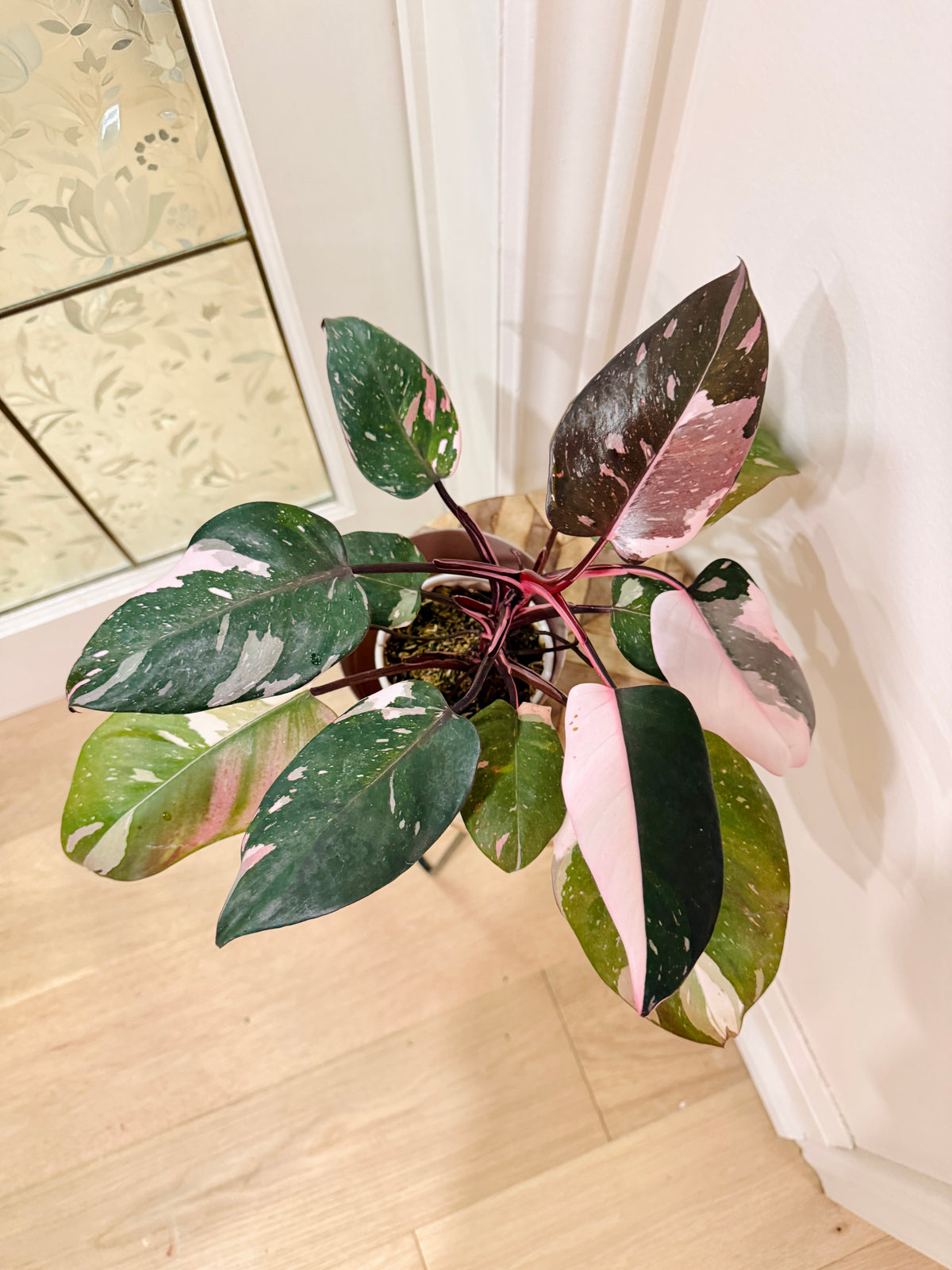 Philodendron Red Anderson Variegated