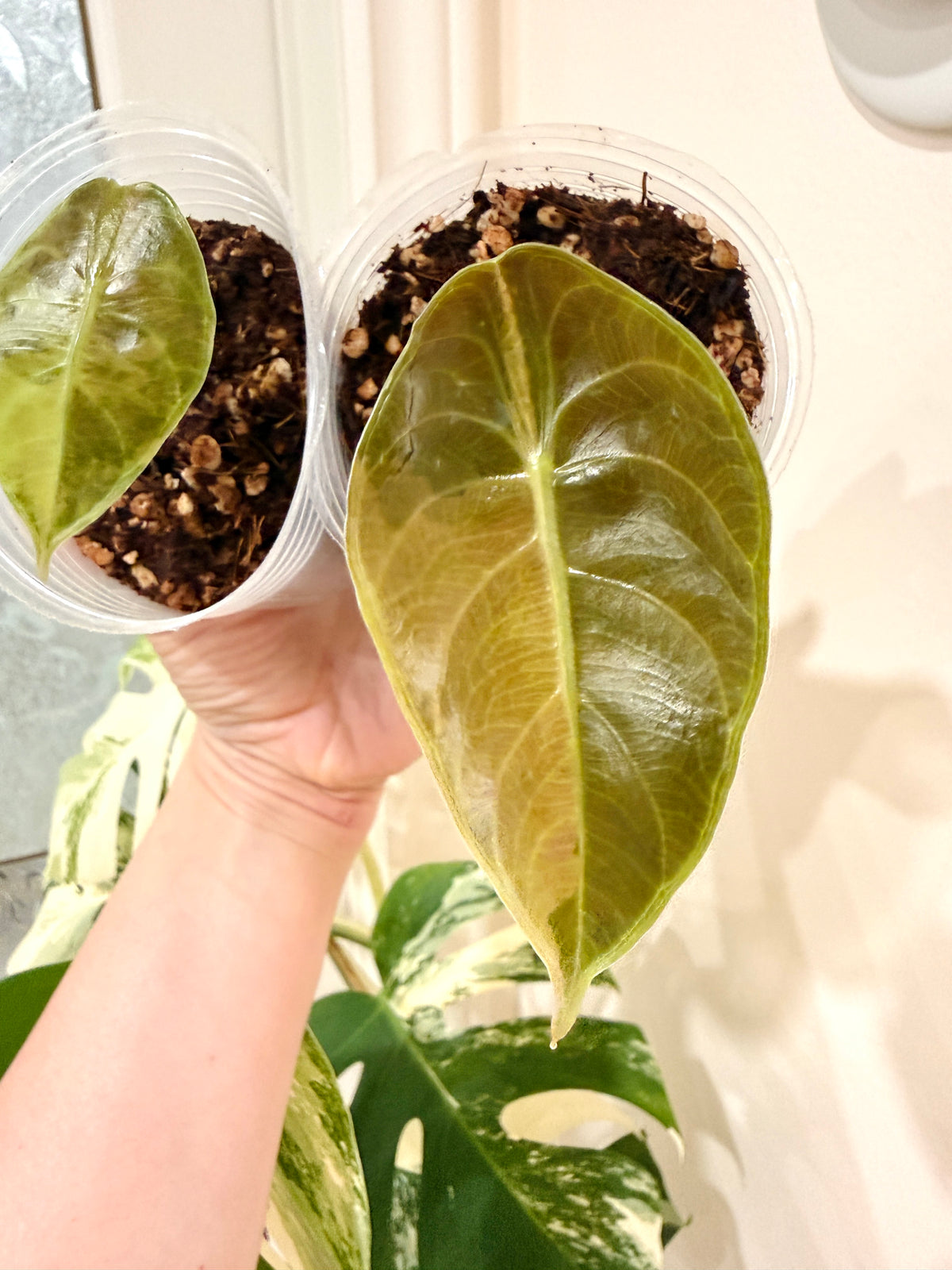 Alocasia Sedenii Aurea