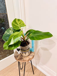Philodendron White Knight Aurea/Tricolour