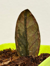 PINK ZZ PLANT