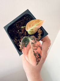 Philodendron Melanocrysum Orange "Bonfire"