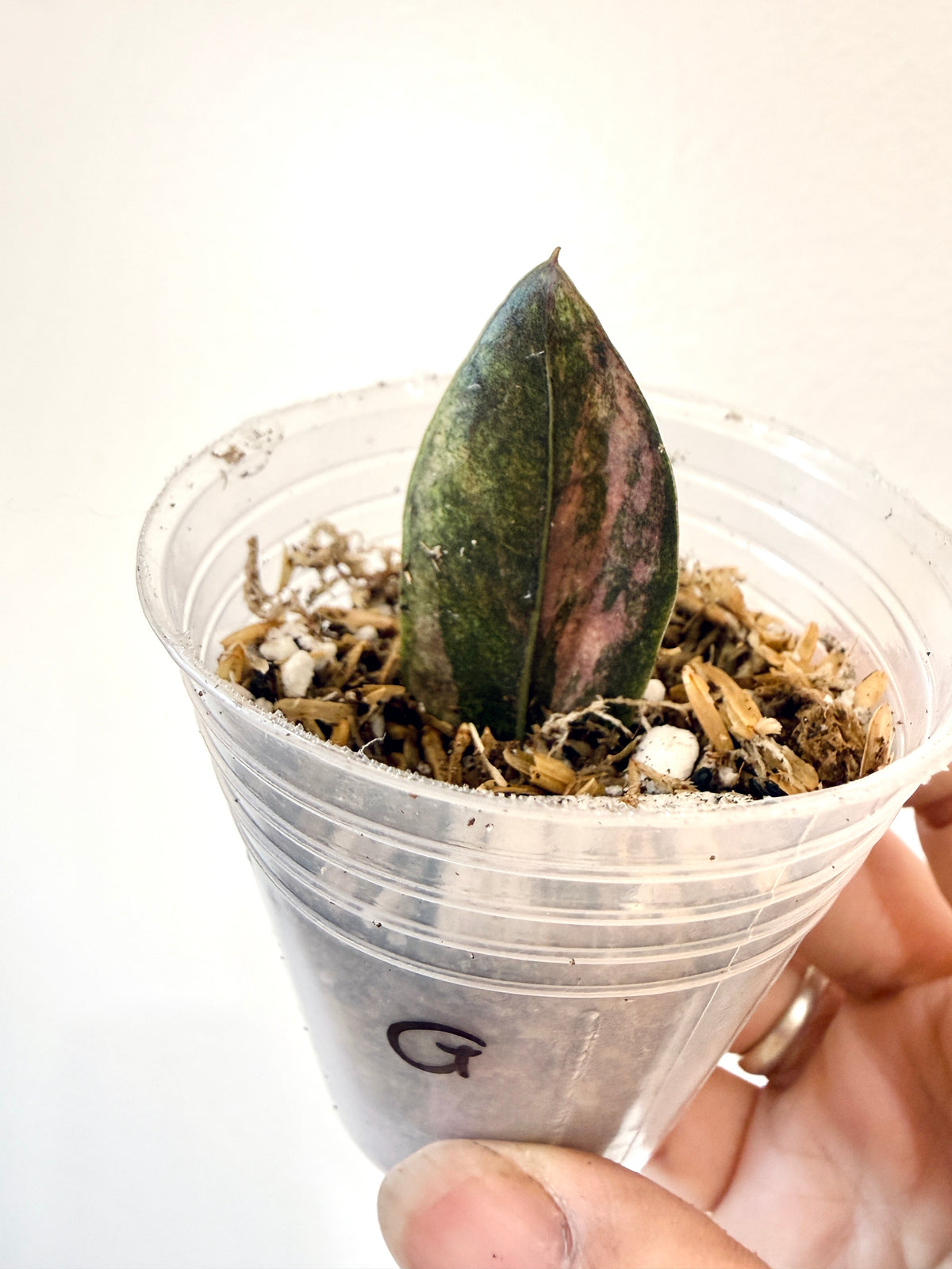 ZZ BLACK RAVEN VARIEGATED (Zamioculcas Zamiifolia Variegata)
