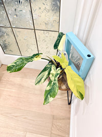 Philodendron Florida Beauty x Bobcee Variegated