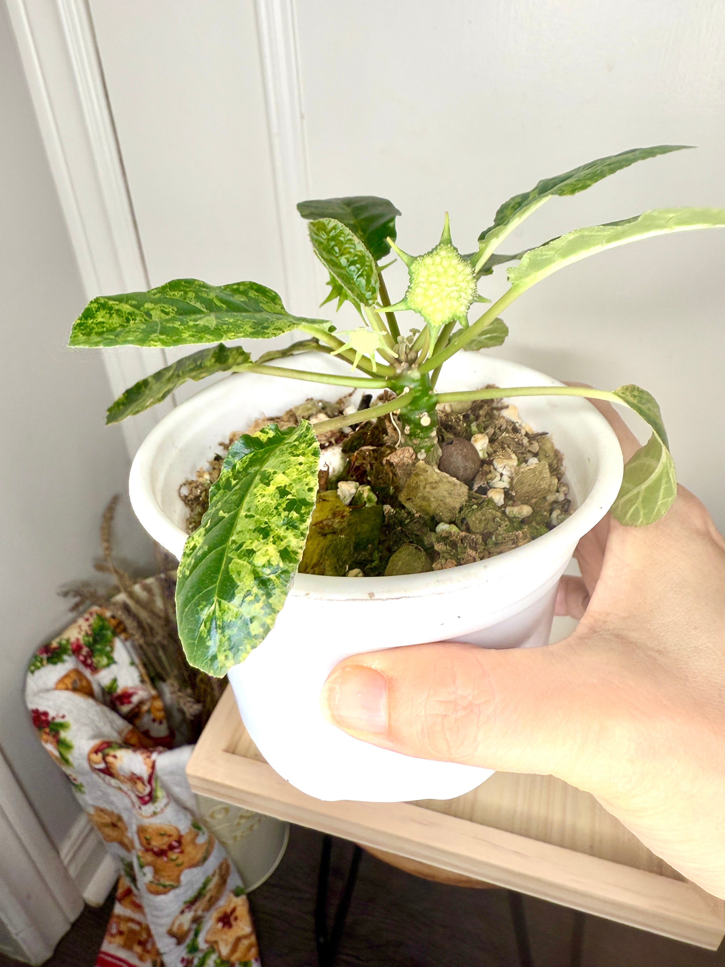 Dorstenia Foetida Variegated 1 – Rare Tropical Plants Canada Dorstenia Foetida Variegated 1 – Rare Tropical Plants Canada