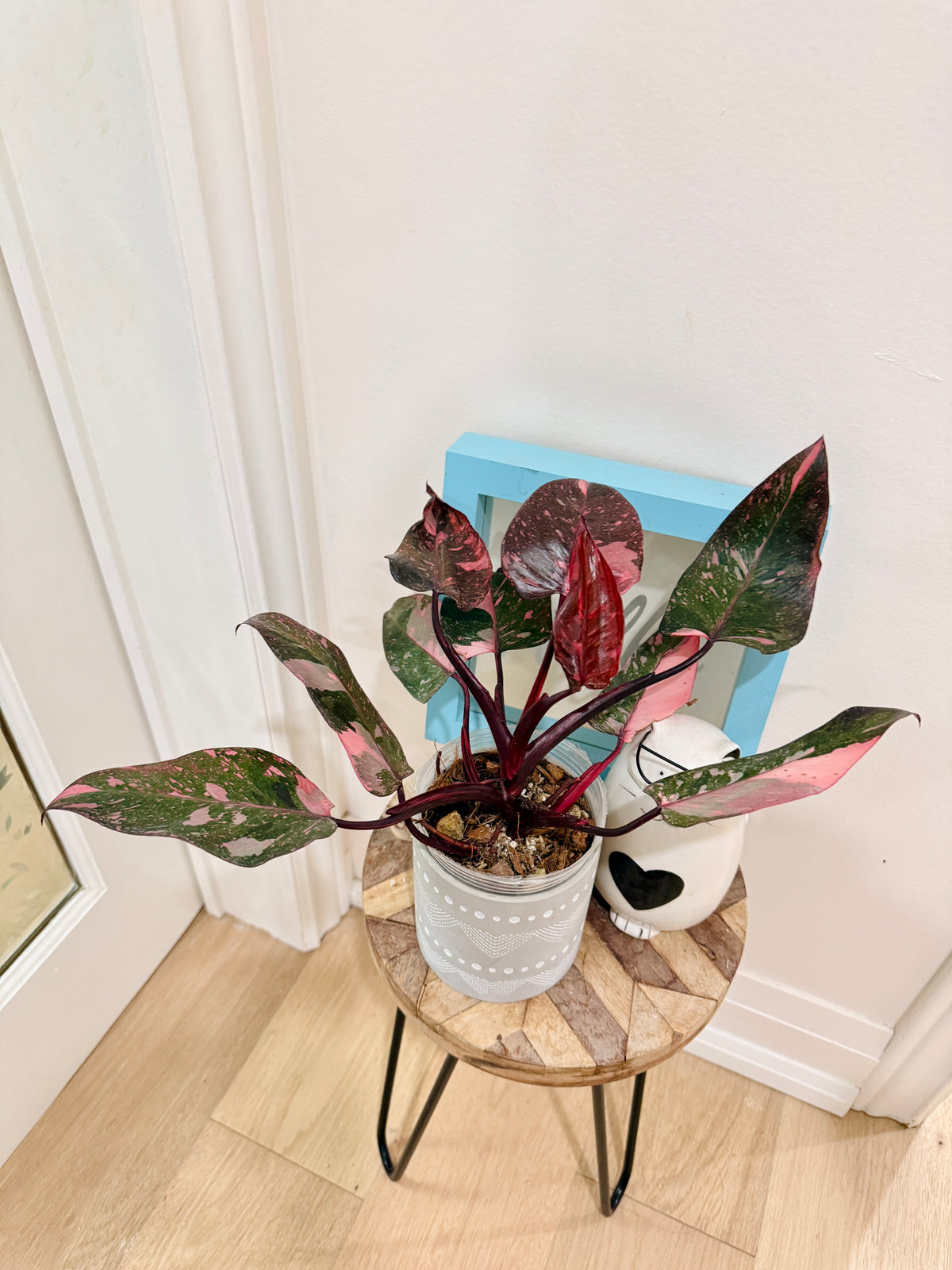 Philodendron Pink Princess Galaxy