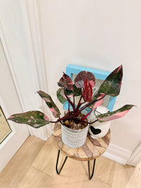 Philodendron Pink Princess Galaxy