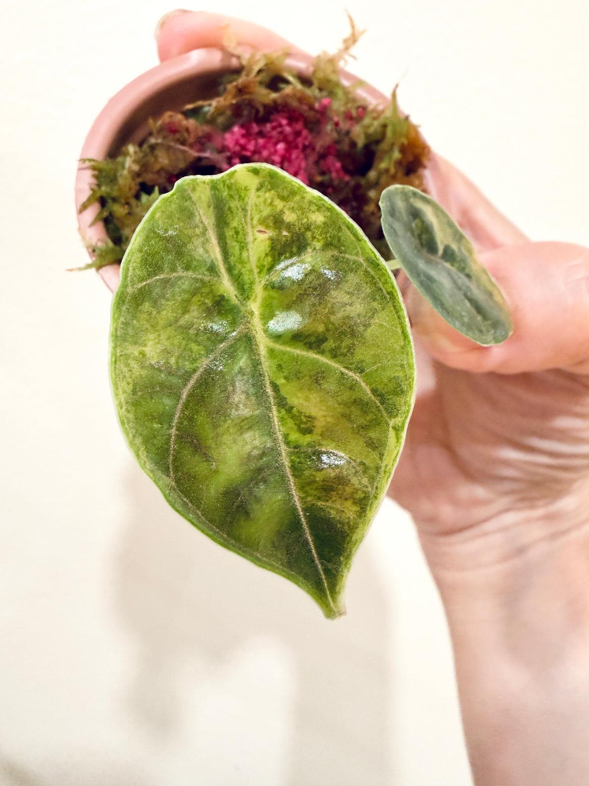 Alocasia Azlanii Aurea
