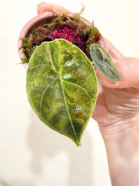 Alocasia Azlanii Aurea