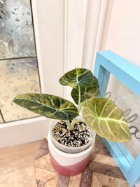 Alocasia Black Velvet Gold