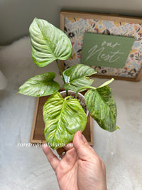 Philodendron Sodiroi Variegated