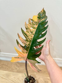 Philodendron Caramel Marble