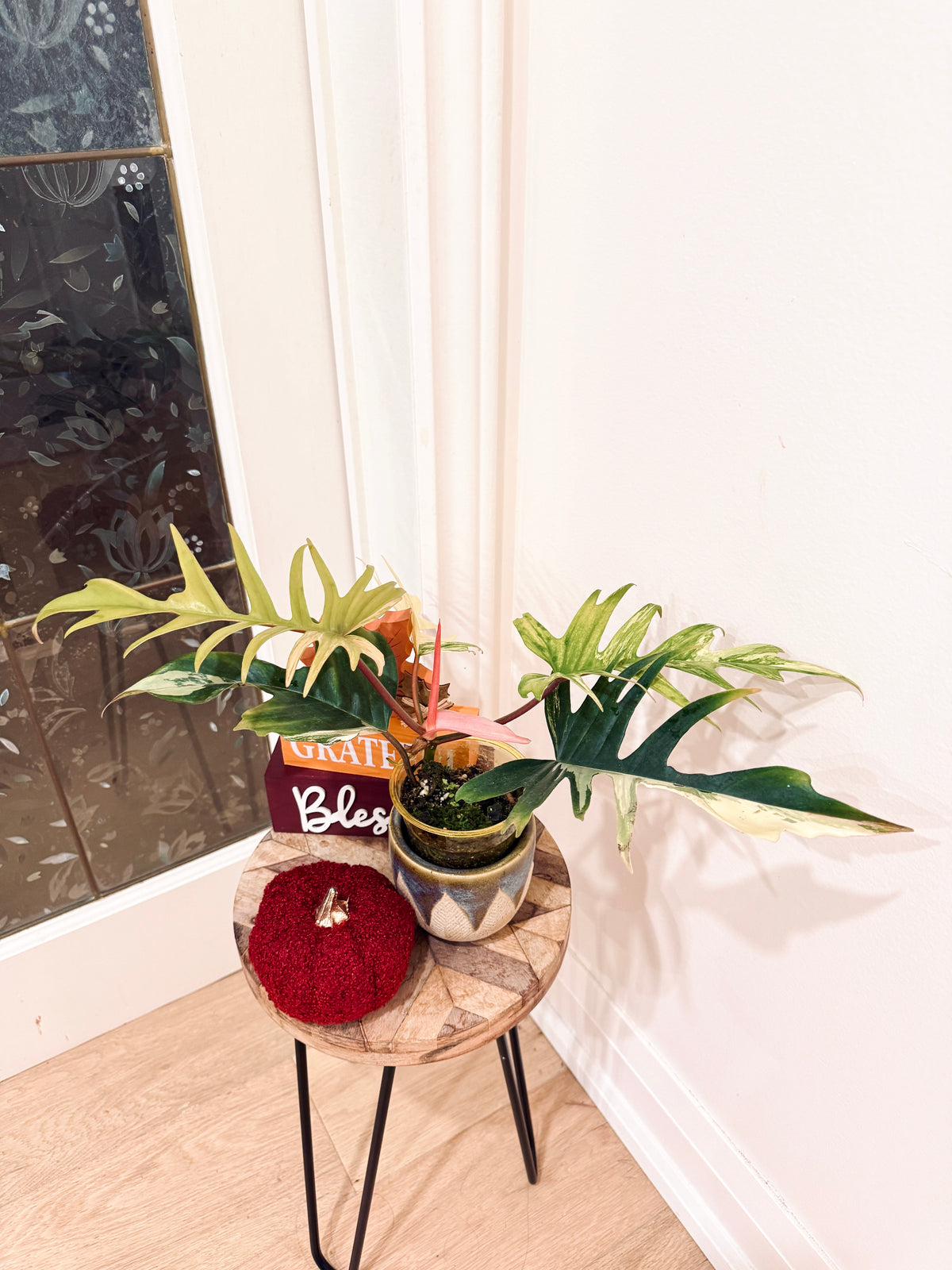Philodendron Flobe x Tortum