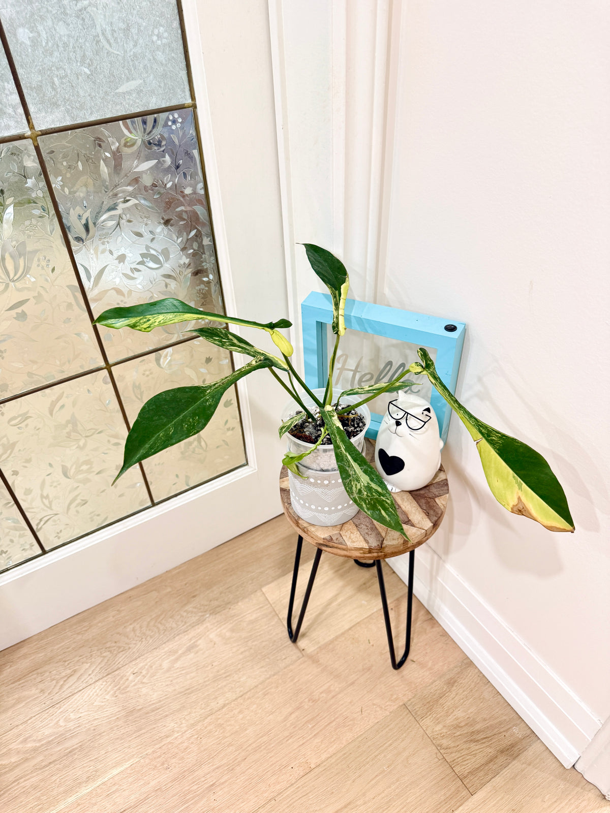 Philodendron Joepii Variegated