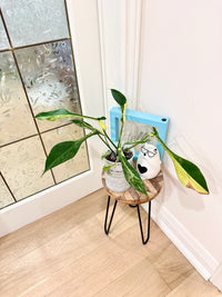 Philodendron Joepii Variegated