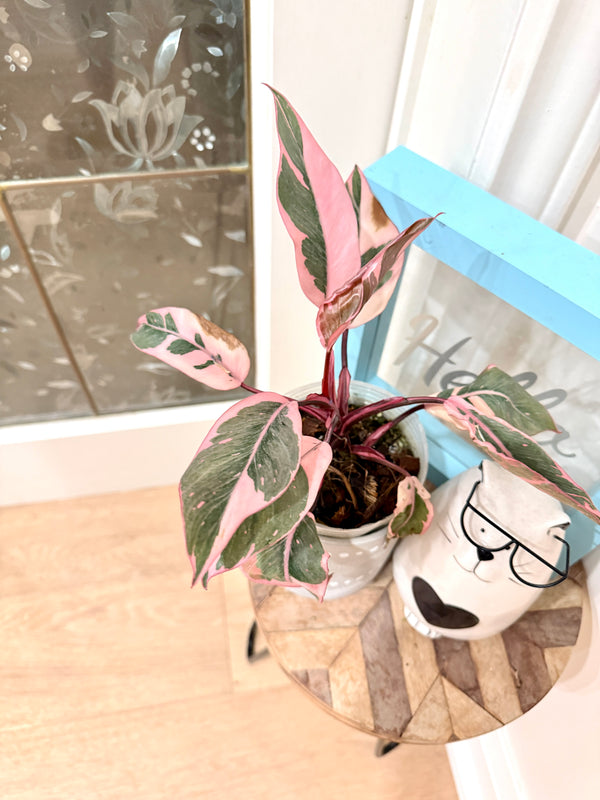 Philodendron Pink Princess Mutation