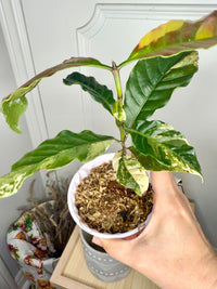 Arabica Coffee Tree Variegated