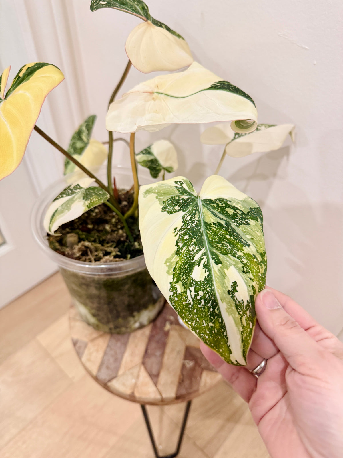 Philodendron Gloriosum Galaxy