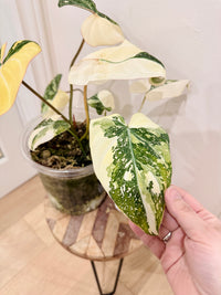 Philodendron Gloriosum Galaxy