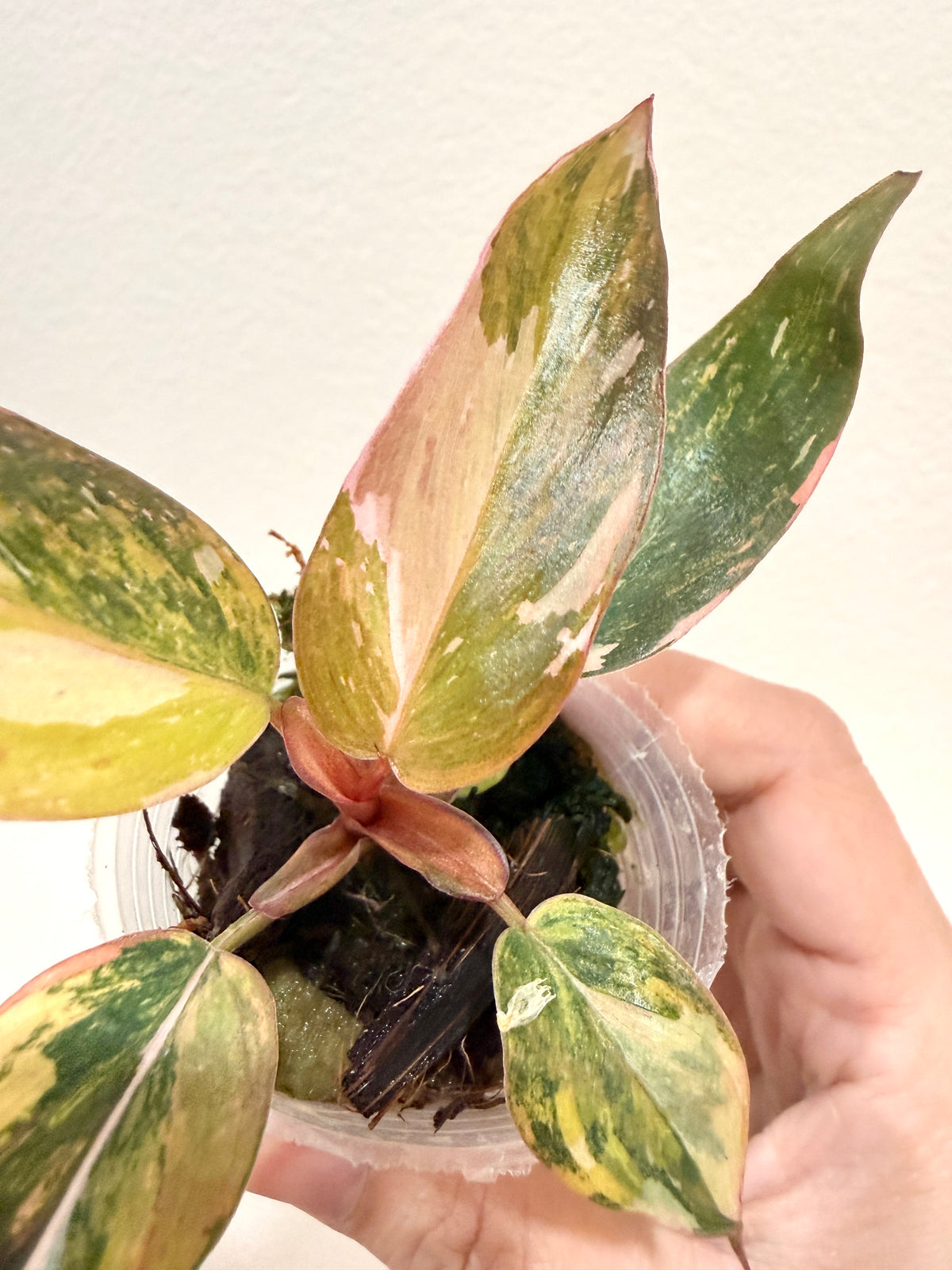 Philodendron Princess Tricolour