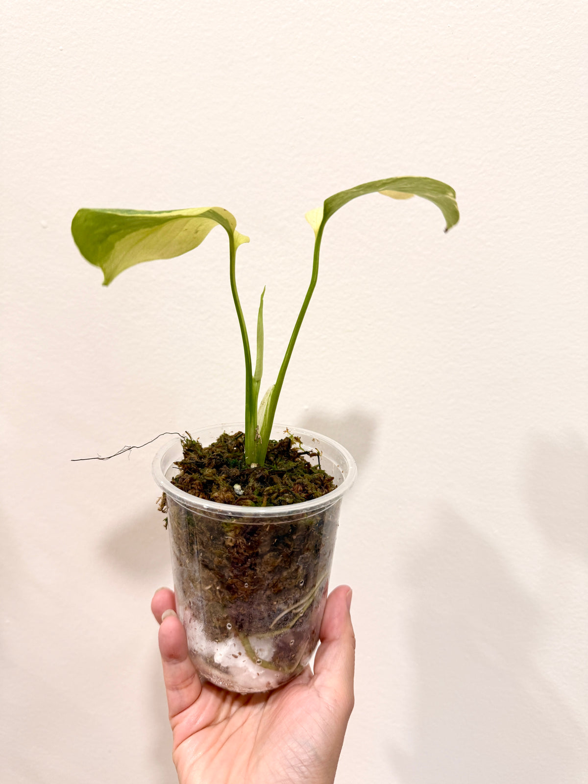Monstera Electrolyte