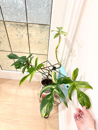 Philodendron Florida Beauty