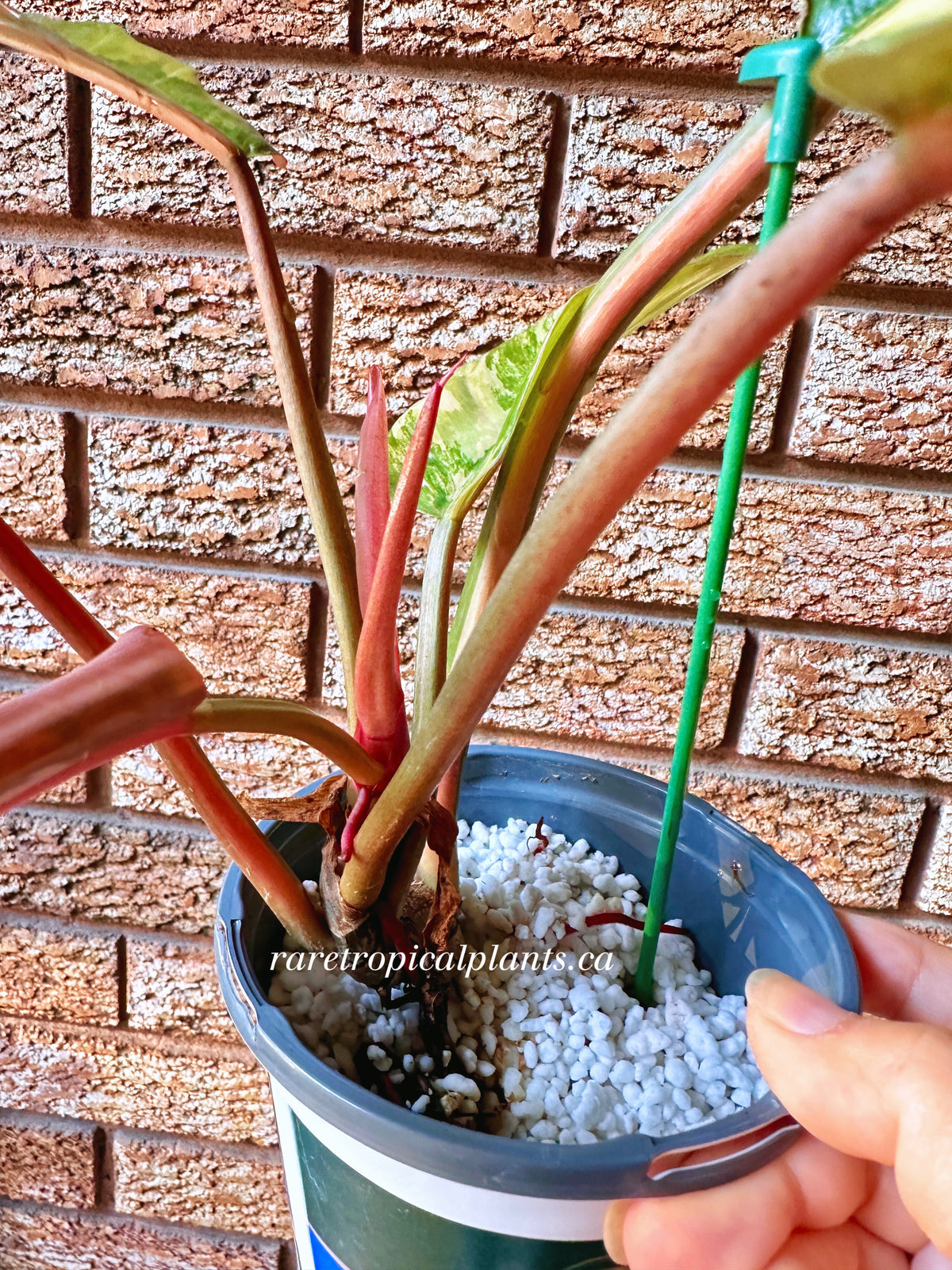 Philodendron Caramel Marble