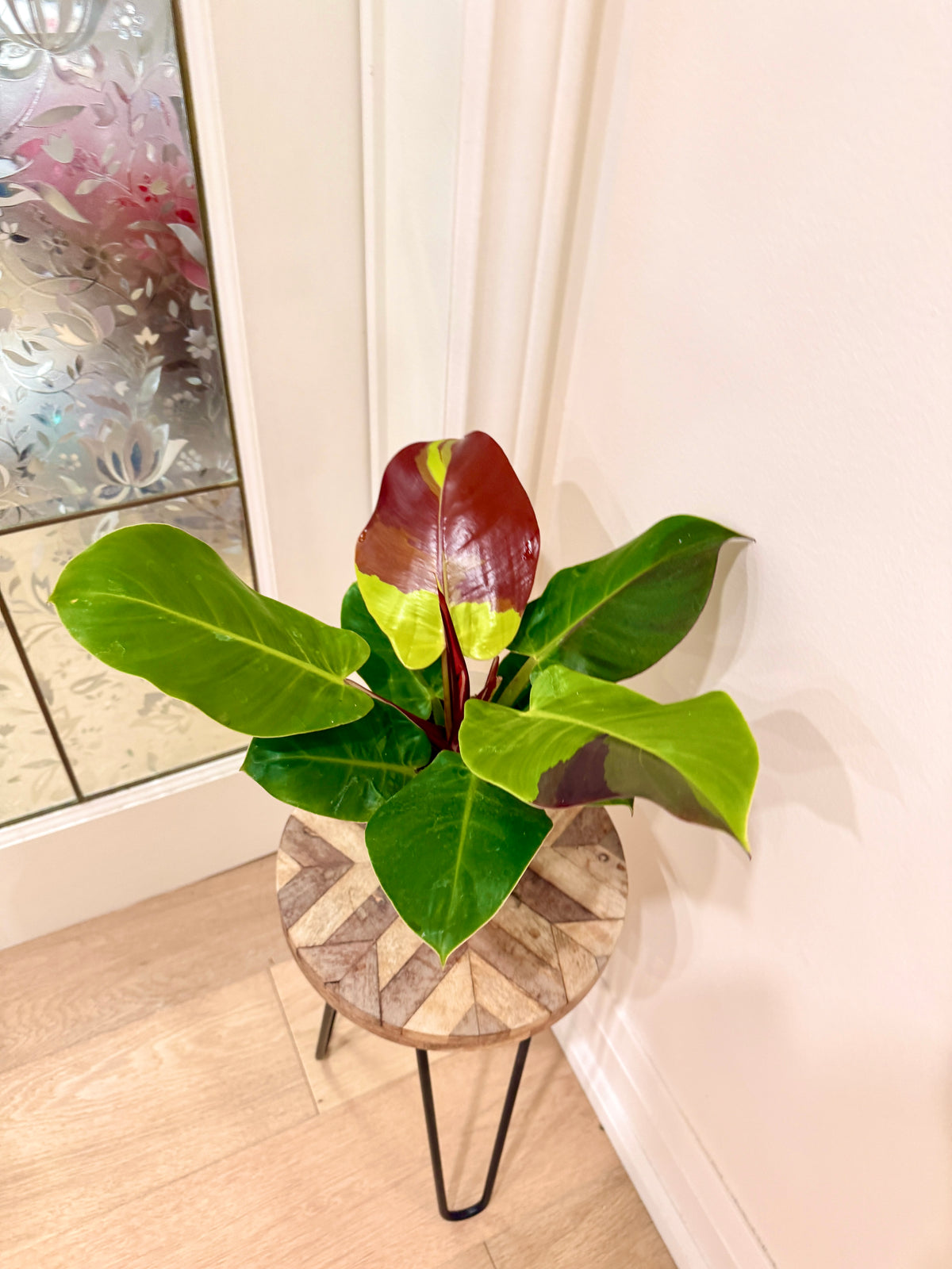 Philodendron Red Moon Variegated