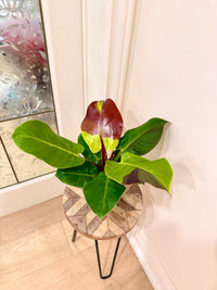 Philodendron Red Moon Variegated